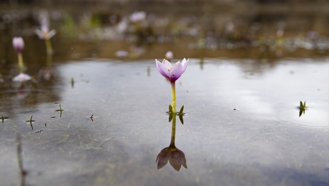 Munzur'un bahar renkleri doğa ve fotoğraf tutkunlarını cezbediyor