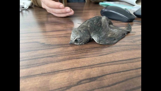 Malazgirt'te bitkin halde bulunan ebabil kuşları koruma altına alındı