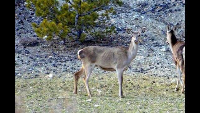 Erzincan'da iki kızıl geyik havadan görüntülendi