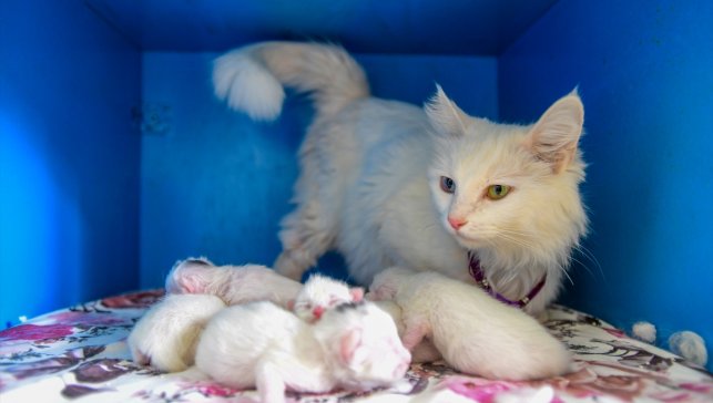 Ödüllü Van kedisi "Su" 5 yavru doğurdu