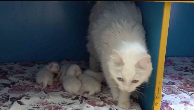 Dünya güzeli Van kedisi 'Su' 5 yavru doğurdu