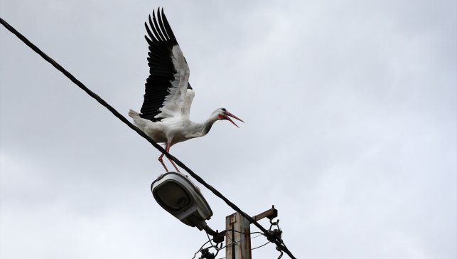 Muş Ovası'nda 250'den fazla köy, leyleklere ev sahipliği yapıyor