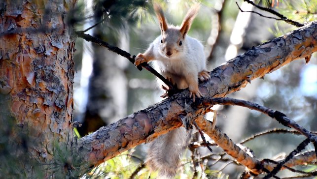 Karların erimeye başladığı Sarıkamış'ta ormanlar kızıl sincaplarla şenlendi