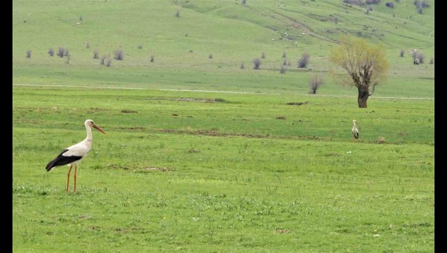 Leylekler Muş Ovası'na döndü