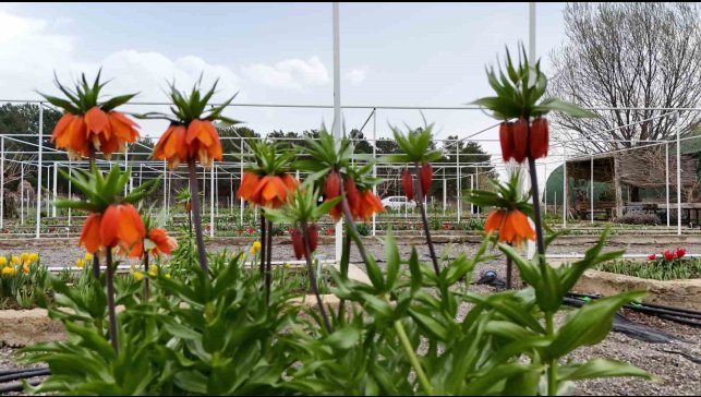 Britanyalı bilim insanları ters laleleri inceledi