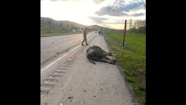 Otomobil hayvana çarptı: 1 yaralı