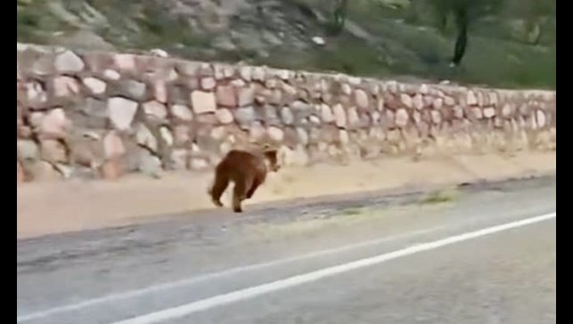 Malatya'da yola çıkan ayı kameraya yansıdı