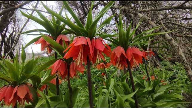 Van'da 3 bin rakımda kış, bin 850 rakımda bahar