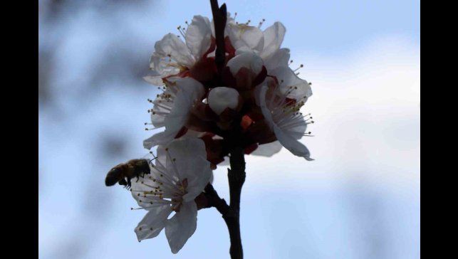 Arı sokmasına bağlı alerjik reaksiyonlar ölüme sebep olabilir