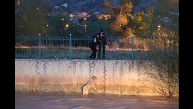 Erzurum'da sokak köpeğine kurtarma operasyonu