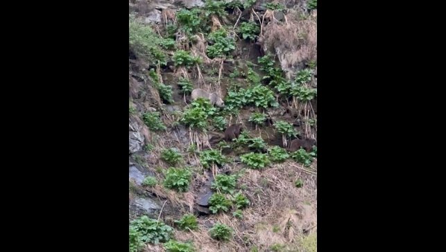 Ardahan'da Kura Nehri'ne inen boz ayı yavrularıyla görüntülendi