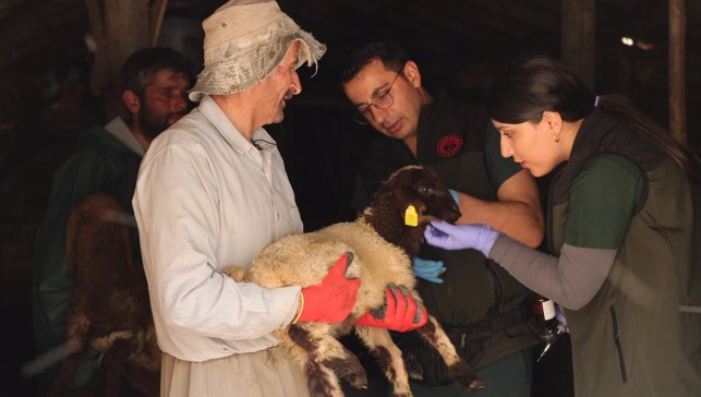 Veteriner hekim çift, Hakkari'nin zorlu coğrafyasında hayvanların sağlığı için çabalıyor