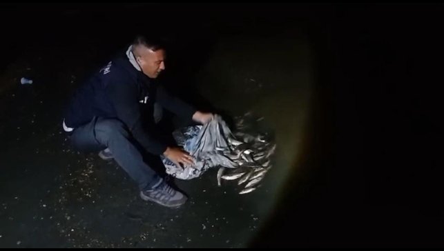 Van'da inci kefali göçü başladı: 60 kilo balığa el konuldu