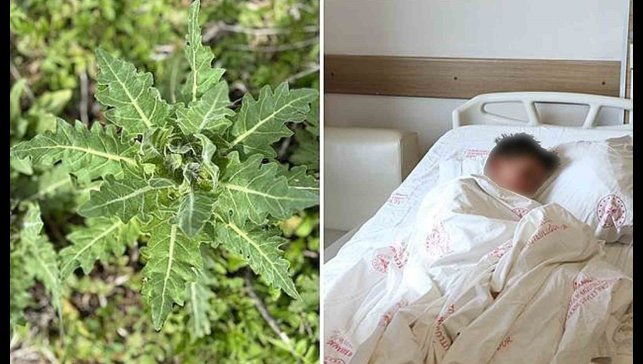 Deli bat bat otu, yanlış tüketildiğinde ciddi zehirlenmelere yol açabiliyor