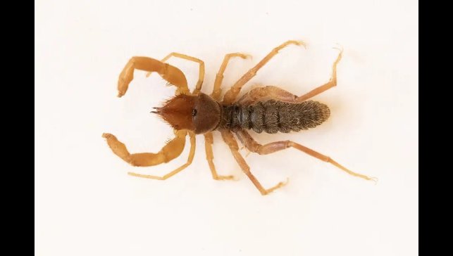 Cilo-Sat Dağlarında yeni böğü türü keşfedildi