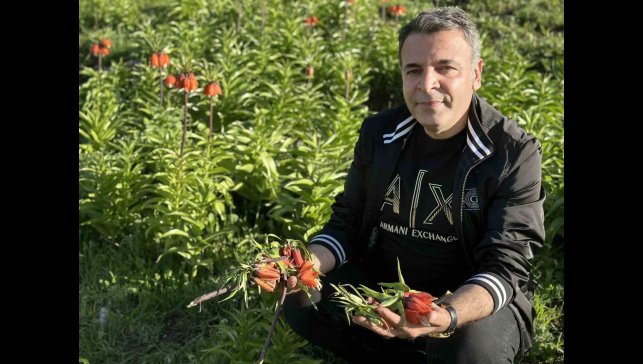 20 günlük ömrü olan ters lalelere zarar verildi
