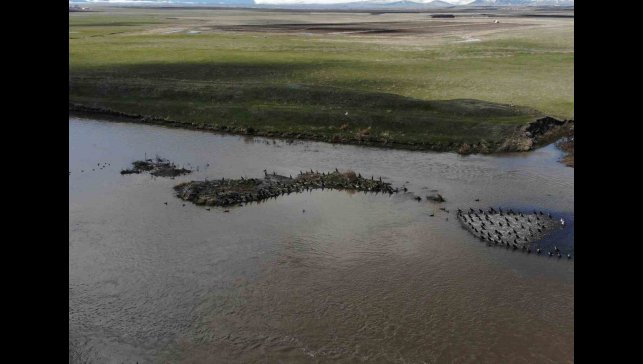 Kars'ta onlarca karabatak dinlenirken görüntülendi