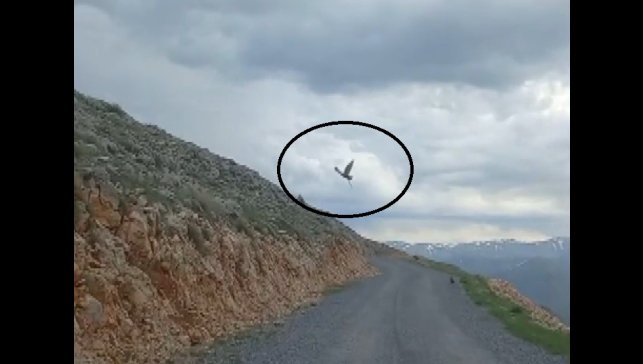 Kartalın yılan avı cep telefonu kamerasına yansıdı