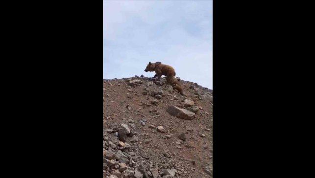 Yüksekova'da kış uykusundan uyanan ayı ailesi görüntülendi