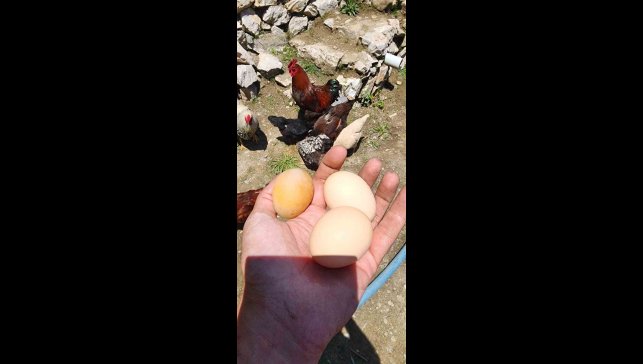 Bu yumurtayı gören gözlerine inanamadı