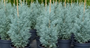 Doğubayazıt’ta Kuruyan Çınarların Yerine Mavi Servi Ağaçları Dikiliyor