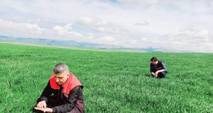 Ağrı’da Hububat Ekim Alanlarında Süne Sürveyi Devam Ediyor