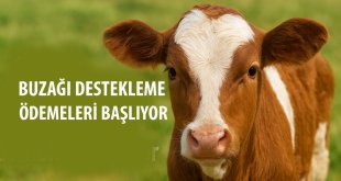 Ağrı Tarım İl Müdürlüğü’nden buzağı destekleme ödeme duyurusu