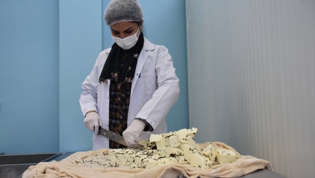 Van'da kooperatif kuran kadınlar, yılın ilk peynir üretimine başladı
