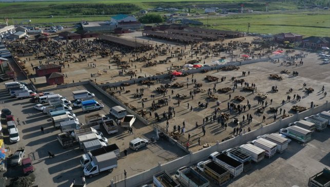 Doğu Anadolu'dan batıya yaklaşık 80 bin kurbanlık gönderildi
