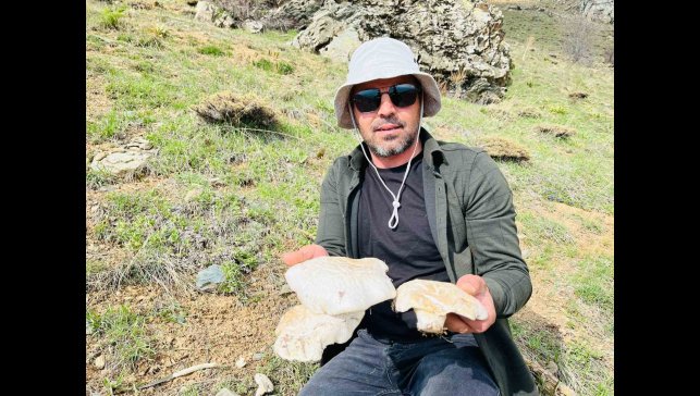 2 bin rakımın üzerinde yetişen mantarları topluyorlar