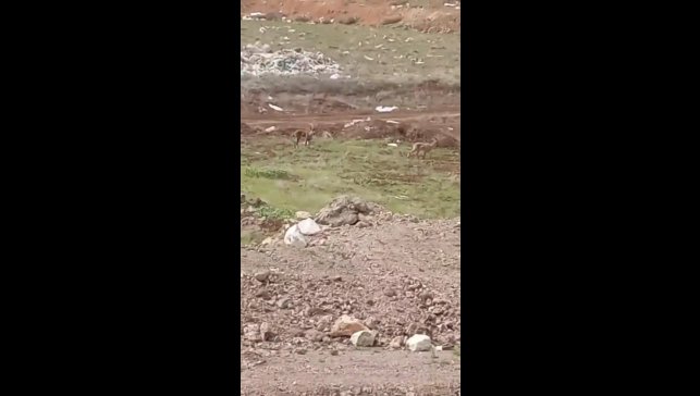 Elazığ'da dağ keçileri görüldü
