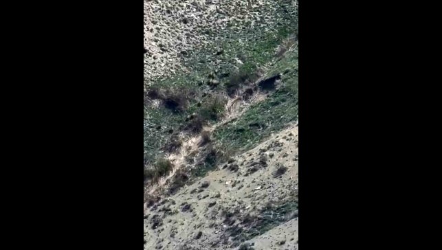 Yüksekova'da domuz sürüsü görüntülendi