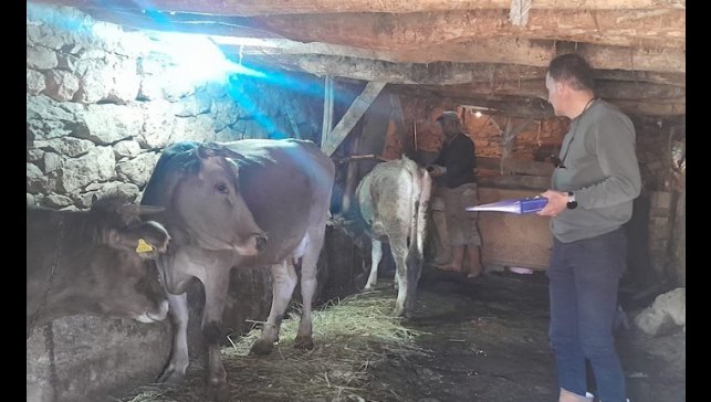 Yüksekova'da hayvanları kimliklendirme ve aşılama çalışması