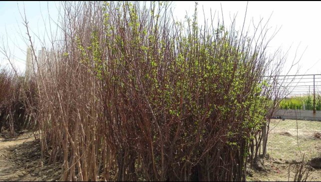 Zirai don binlerce meyve fidanını da vurdu