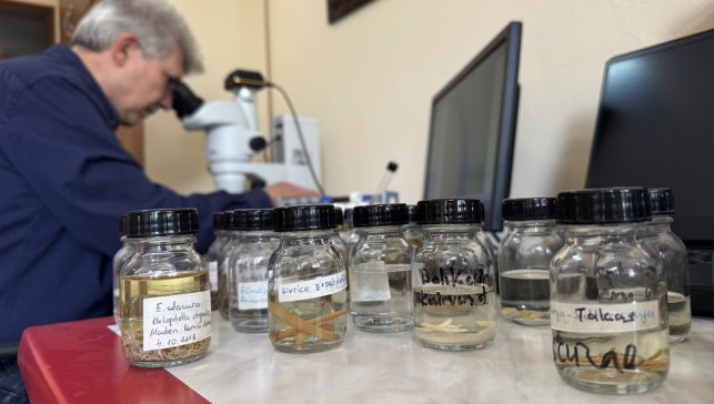 Türkiye ve ABD'de keşfedilen 6 sülük türü dünya bilim literatürüne kazandırıldı