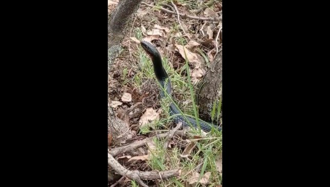 Yüksekova'da kara yılan görüntülendi