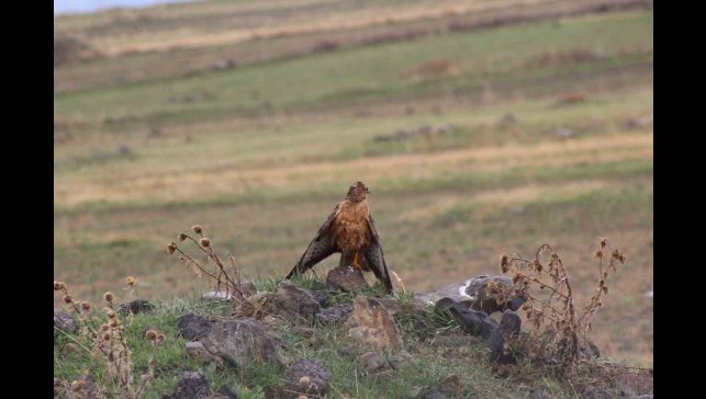 Sarıkamış'ta Kızıl Şahin objektiflere yansıdı