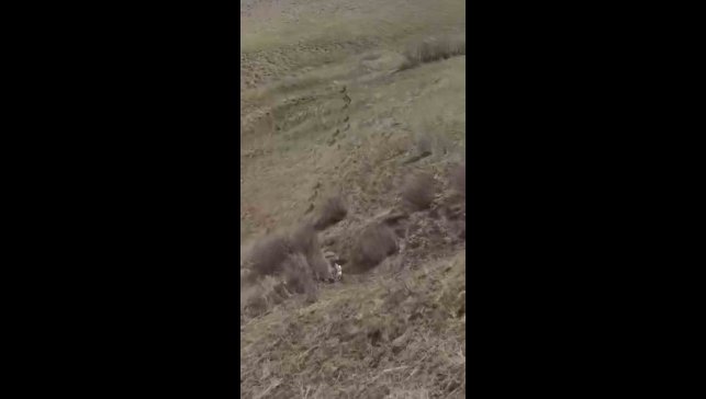 Türkiye-İran sınırında domuz sürüsü görüntülendi