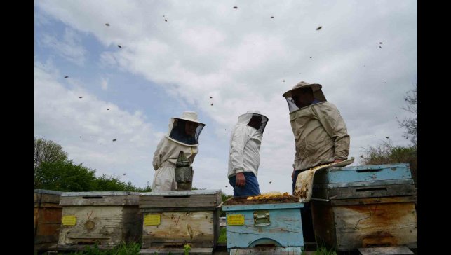 Erzincan'da kış uykusundan uyanan arılar yeni sezona hazırlanıyor