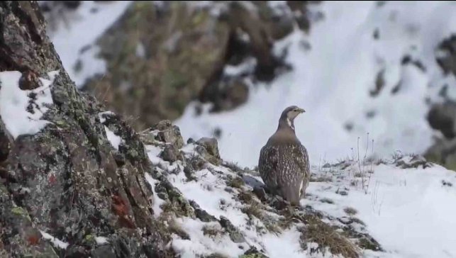 Dünyada nesli tükenmekte olan Ur kekliği İspir'de görüntülendi