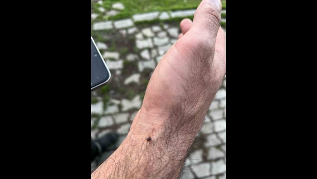 Meralar canlandı, kenelere dikkat