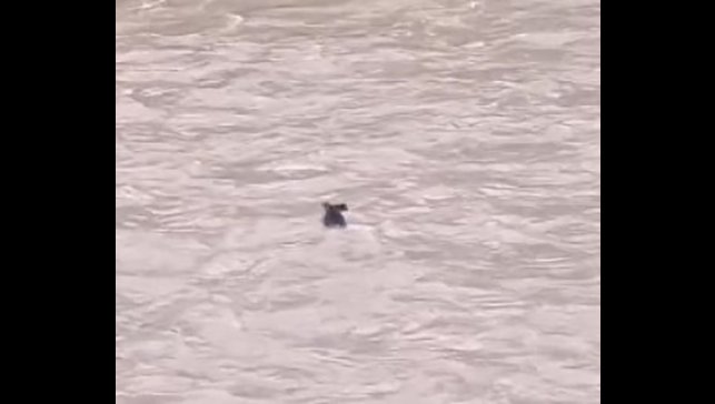 Fırtınanın çaya sürüklediği yaban domuzu hayatta kalmayı başardı