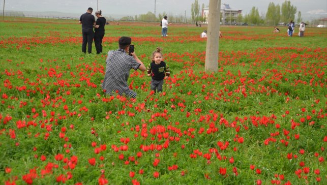Muş Ovası "Muş 1071" adıyla tescillenen lalelerin açmasıyla renklendi