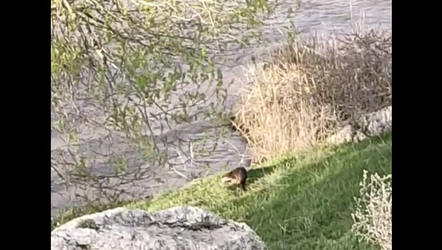 Aşkale'de su samuru görüntülendi