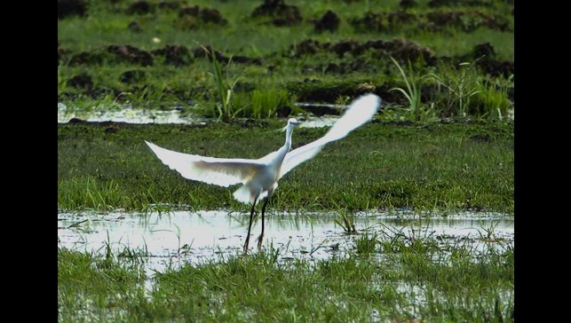 İron Sazlığına kuş akını