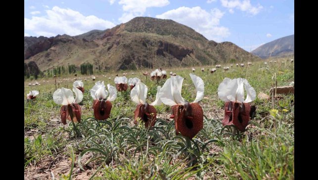 Kurt kulağı çiçekleri açtı