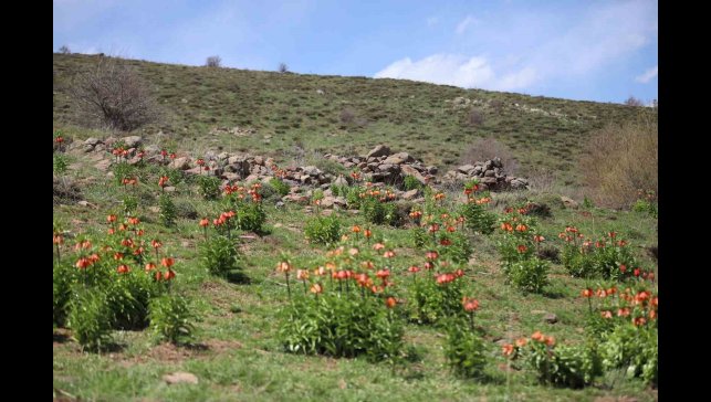 Sadece 20 gün açan ters laleyi koparmanın cezası araba parası
