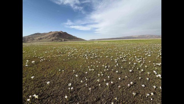 Keşiş Gölü kardelenlerle bezendi