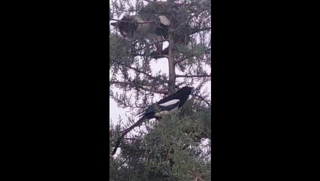 Avlanmak için ağaca çıkan kedi, kargaların hışmına uğradı