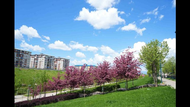 Muş'ta çiçek açan meyve ağaçları kartpostallık görüntüler oluşturdu